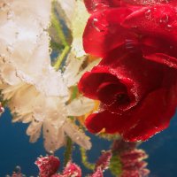 Цветы в аквариуме :: людмила Миронова