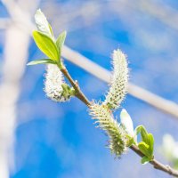 Весна на Ямале :: marussia 