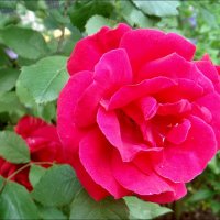 Июньская роза :: Нина Корешкова