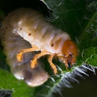 Личинка майского жука... :: Sergey Apinis