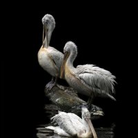 Пеликаны :: Михаил Бибичков