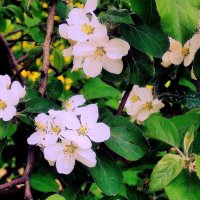 Цветы яблони в тени :: Фотогруппа Весна