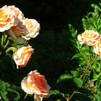 Июньское утро в розах... :: Тамара (st.tamara)