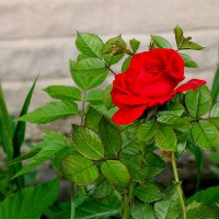 Бутон прекрасный расцветал и превращался в чудо розу. :: Валентина ツ ღ✿ღ
