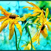 Желтые цветы :: Николай Волков