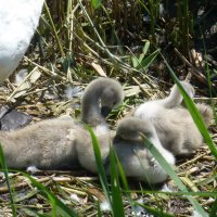 Лебеди на озере :: Наиля 