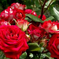Июньские розы... :: Тамара (st.tamara)