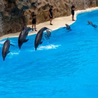 Шоу с дельфинами в Лора Парке :: Witalij Loewin
