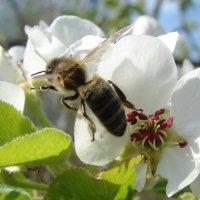 Пчела на яблони :: Анатолий Аверкин