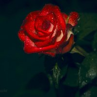 Ночная роза. :: Дмитрий Вдовин