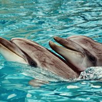 Из жизни дельфинов :: Vladimir Lisunov