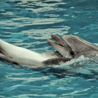 Из жизни дельфинов :: Vladimir Lisunov