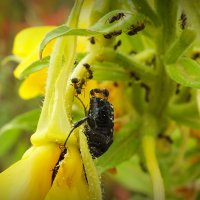 муравьи атакуют жука :: Александр Прокудин
