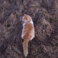 Рыжий кот :: Татьяна 
