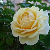 Желтая роза... :: Galina Dzubina