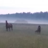 Ёжик в тумане :) :: Mariya laimite