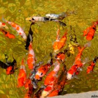 Рыбки в открытом бассейне :: Нина Бутко