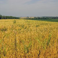 Пшеница :: Игорь Сикорский
