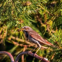 Варакушка. :: Анатолий. Chesnavik.