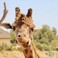 Жираф большой - ему видней ! :: Маргарита ( Марта ) Дрожжина