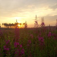 Вечерняя прогулка :: Лидия 