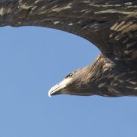 Хищный взгляд орлана :: Валерий Синегуб