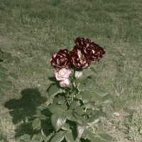Июльские цветы(вариант) :: Aнна Зарубина
