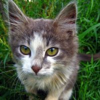 Котик :: оля san-alondra