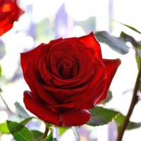 Алые розы любви :: Tatyana Nemchinova