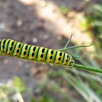 Green caterpillar :: Дима Семёнов