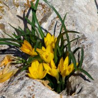 Горные цветы ( желтые крокусы) в камне. :: Оля Богданович