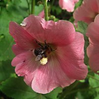 Пчела в цветке :: Елена Семигина
