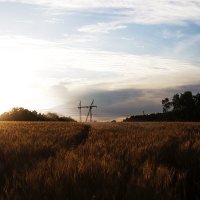 Пшеничное поле :: Руслан Лутов