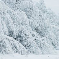 Зима :: Наталья Лискова