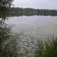 Озеро :: марина ковшова 