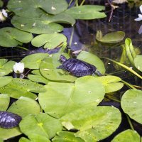 Водяные черепахи греются на листьях цветущей кувшинки. :: OKCAHA Валова