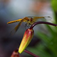 Dragonfly. :: Алексей Хазов
