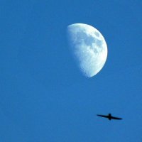 Птица летит на Луну :: Oleg Ustinov