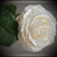 А  белой  розы   красота,  чарует  дивной  чистотой. :: Людмила Богданова (Скачко)
