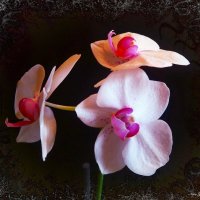 Орхидея :: Nina Yudicheva