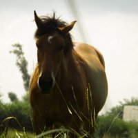 Horse :: Екатерина 