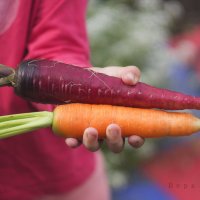 морковь - любовь :: Вера Арасланова