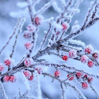 Зимние ягоды :: Pavel Dubakin