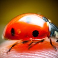 Ladybug :: Максим Миронов