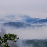 Сосна в тумане :: Георгий Морозов