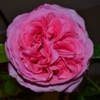 Розовая роза. :: zoja 
