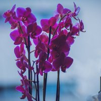 Орхидеи :: Alena Kramarenko