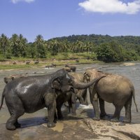 Pinnawela elephant orphanage in Sri Lanka :: Андрей 
