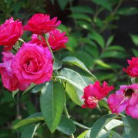 Июльские розы... :: Тамара (st.tamara)