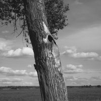 Одинокое древо :: Павел Зюзин